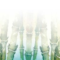 Conspiração Imaginal